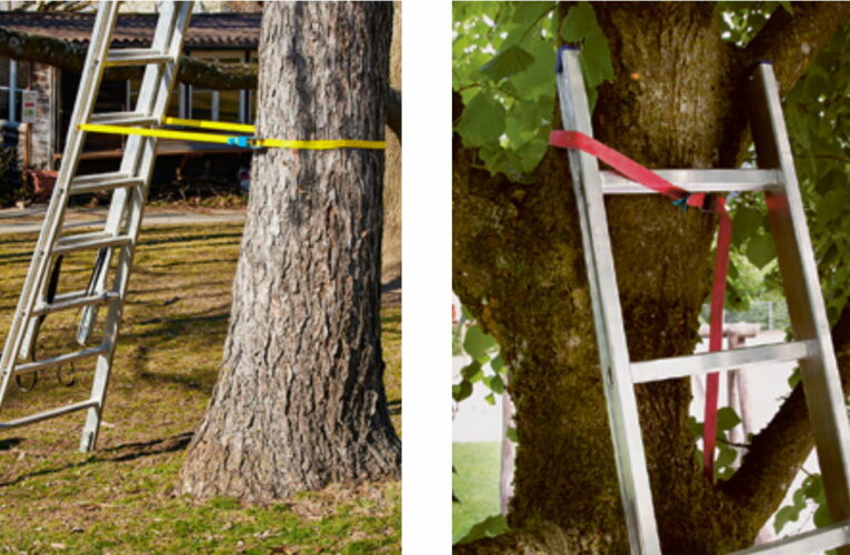 Scala a pioli Lavorare sugli alberi