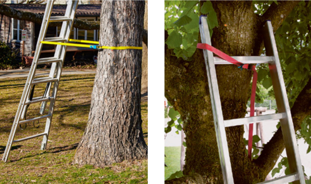 Lavorare sugli alberi con la scala a pioli Chi lavora sugli alberi con la scala deve mettersi in sicurezza a partire da un’altezza di caduta di 2 metri.