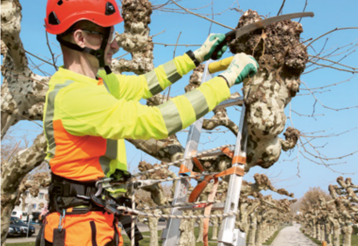 Cura e potatura delle chiome degli alberi